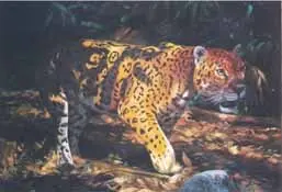 Leopard