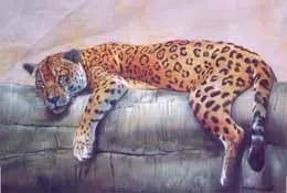 Leopard