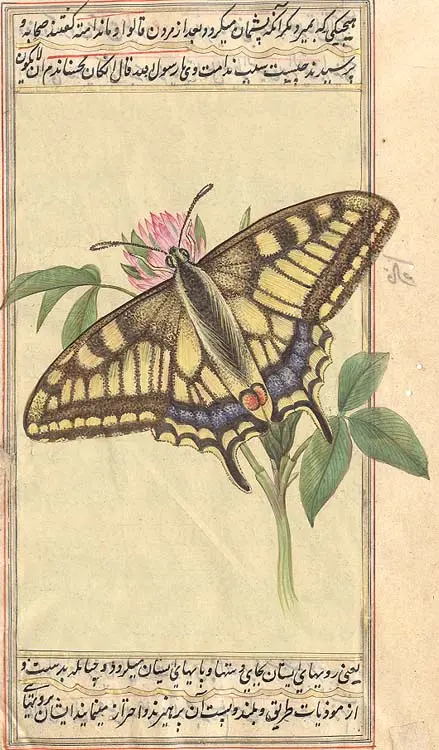 Moth