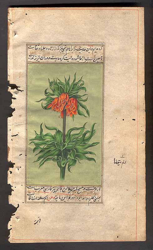 Mughal Flower