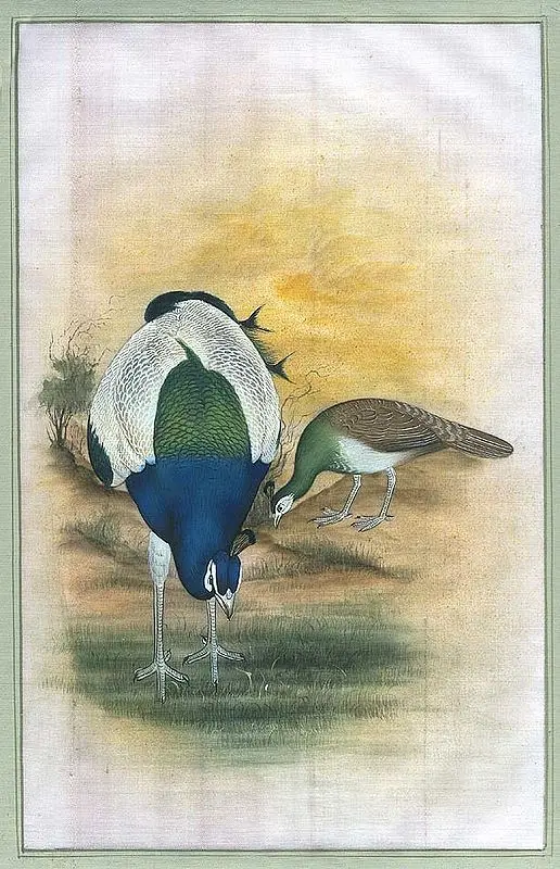 Peacocks