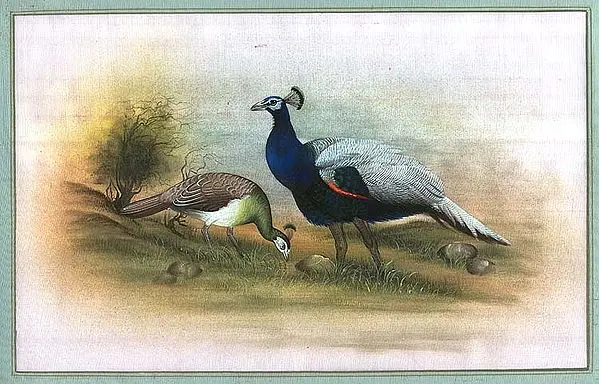 Peacocks