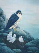 Peregrine Falcon with Chicks