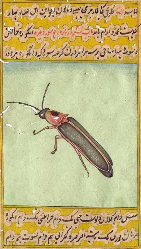 Photinus Pyralis<br>Common Eastern Firefly