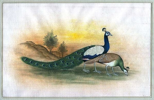 Royal Peacock Couple