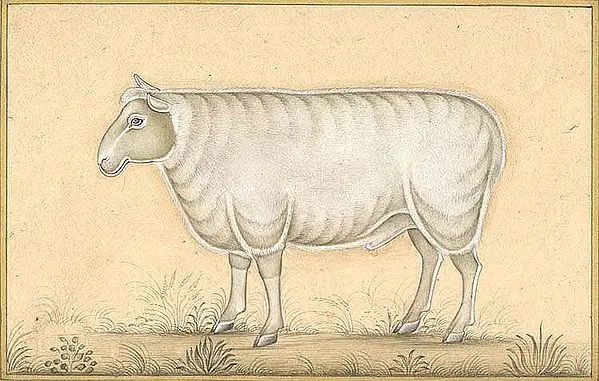 Sheep