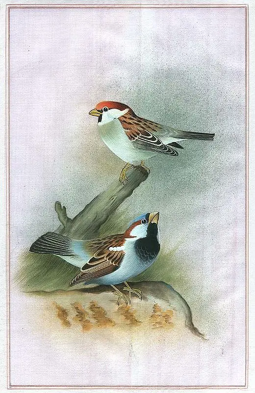 Sparrows