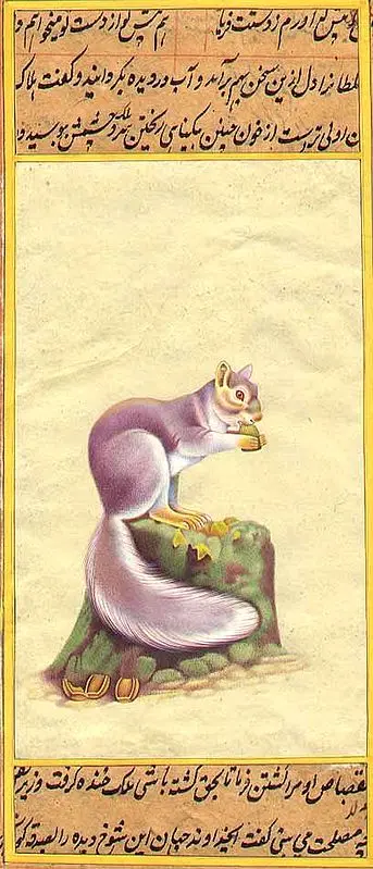 Squirrel