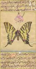 Swallowtail
