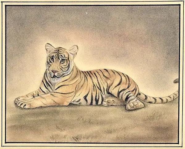 Tiger
