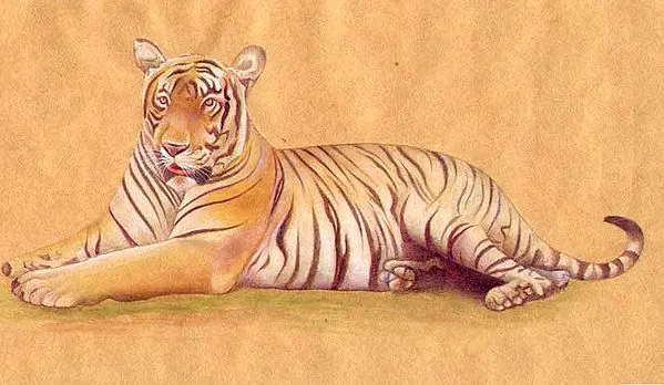 Tiger