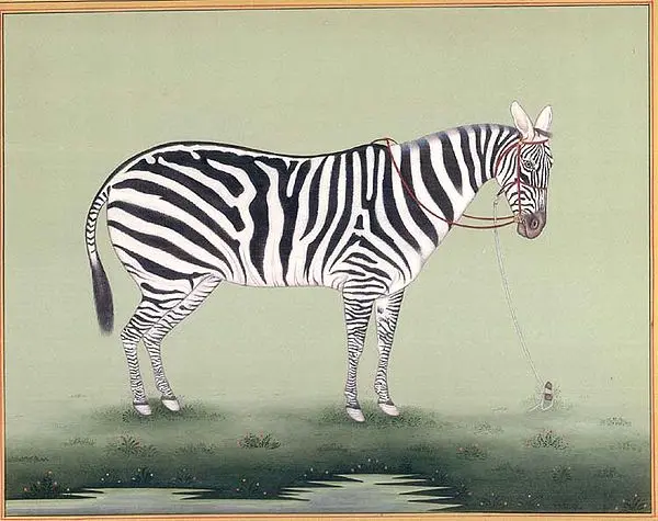 Zebra