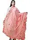 Conch Shell