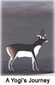 King, Deer and Brahmin: Tracing a Yogi’s Journey King, Deer and Brahmin: Tracing a Yogi’s Journey